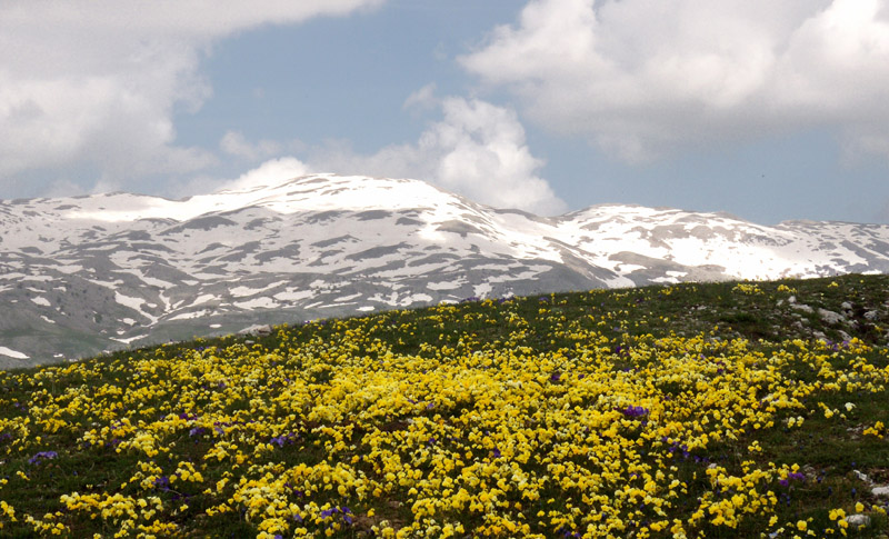 alta concentrazione